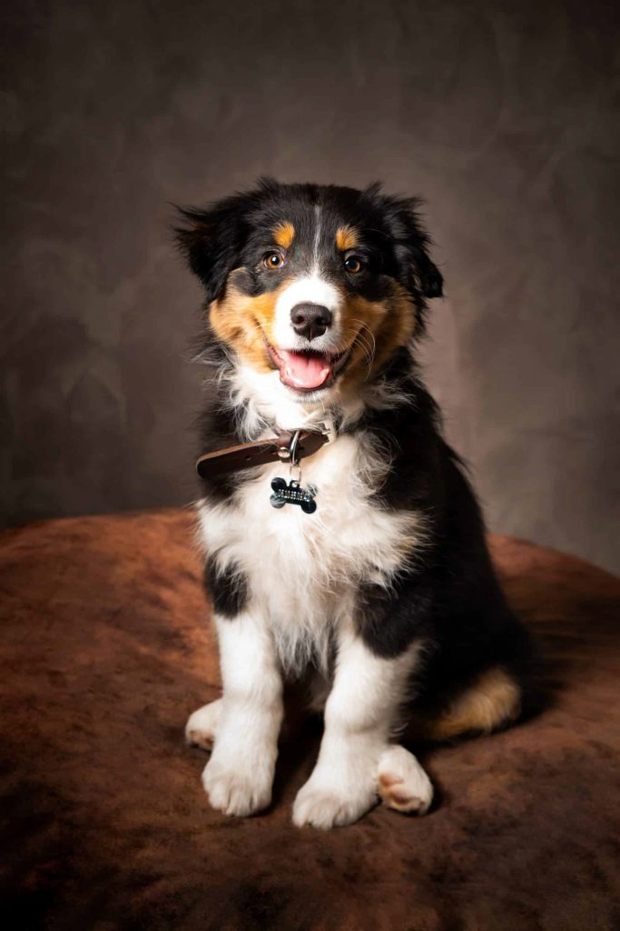 Prestations / Photographe animaux Strasbourg 2 photographe-animaux-chien-strasbourg-bas-rhin-8
